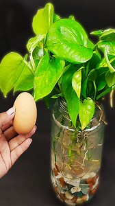 How to grow money plant decoration idea with homemade free#fruittree #Gardening #gardeninglife #gardeningtips #wallhanging #lemontree #diy #gardening #diycrafts #gardeninspiration #GardenDesign #gardenlove #fruittrees | Rana Craft