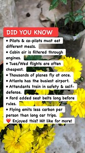 ✈️ Eye-Opening Facts About Flying 🛫 #AviationFacts #TravelTips #FlySmart | Riddle Me This