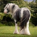 Gypsy Vanner Horses for Sale in GA - Mini Gypsy Vanners | Lewis Mill Ranch