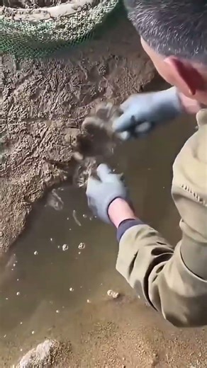 Easy fast shrimp catching on riverbanks with great results #shorts