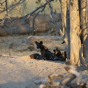 80K views · 235 reactions | Botswana wild dog puppies, these ones were about 7 weeks old. From one of our photo safaris to Botswana. #whatsatkinsondoing #africa #wilddogs #okavangodelta #photography #botswana #botswanasafari #natgeo #natgeotravel #wildographydudette | Atkinson Photography and Safaris | Facebook