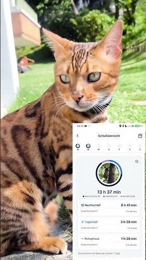 Tractive 6 mini for cats