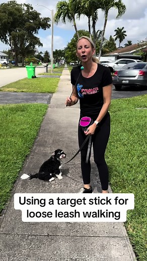 Using a Target Stick for Effective Dog Training