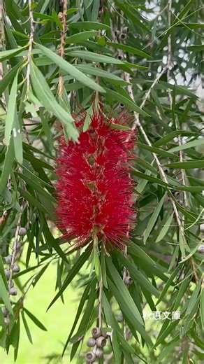 紅瓶刷子樹（學名Callistemon rigidus） | 秋惠文庫 Formosa Vintage Museum