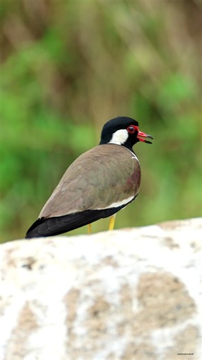 Red-wattled lapwing | 𝐍𝐚𝐭𝐮𝐫𝐞 𝐏𝐡𝐨𝐭𝐨𝐬 𝐁𝐨𝐨𝐤