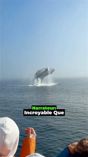 Merci la vie pour ce spectacle incroyable 🐋