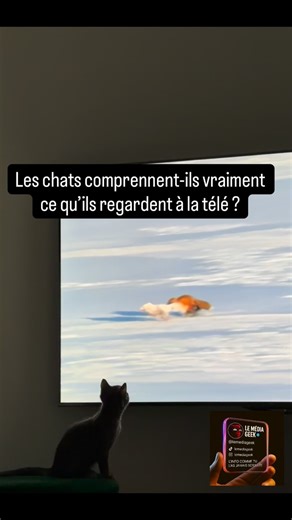 LeMediaGeek on Instagram: "😂 Scène culte. Le chat en mode documentaire animalier, totalement concentré : 🧠 « Ok… lequel je poursuis ? »🎥 Création vidéo : Le Media Geek #lemediageek #insolite #video #chat #documentaire"