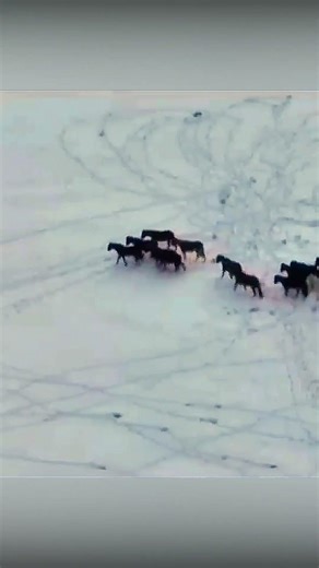 Wolves stalk a herd of horses #wolves