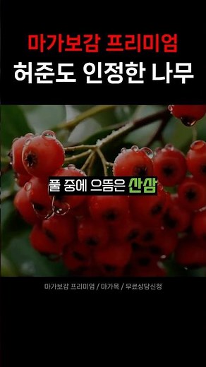 허준 동의보감이 인정한 나무 | 울릉도 마가목 #마가목 #마가목열매즙