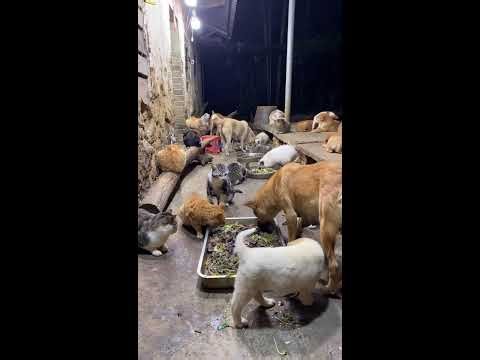 🔴 LIVE：🔥深夜治愈局！养狗日常直播|🔥Live: Daily Life with My Dog - Cute Moments Non-Stop