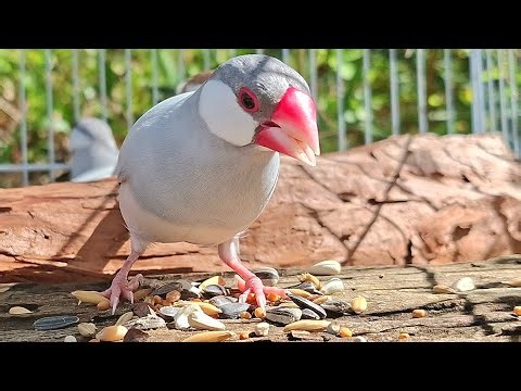 Funny day, Java sparrows joined to sing a song and join talking. Java sparrows singing sound.