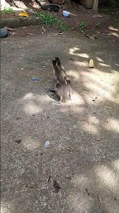muscuvy ducklings Fighting for dominance.
