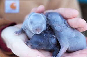 Part Two: Rabbit Pregnancy & Birth — Teal Stone Homestead