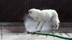 A white swiss shepherd plays with a stream of water from a hose on a hot summer day in slow motion. A beautiful playful wet white dog escapes from the heat. Pets concept