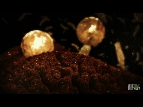 Parasite Attack During Pregnancy | Monsters Inside Me