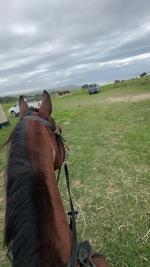 Reitabenteuer Südafrika 🌊 #pferd #reiten