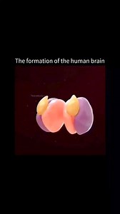El cerebro humano se forma durante el desarrollo embrionario a partir del tubo neural, que luego se divide y desarrolla estructuras distintas como el cerebro anterior (prosencéfalo), medio (mesencéfalo) y posterior (rombencéfalo). Posteriormente, estas estructuras se especializan y se desarrollan en las distintas regiones del cerebro, como el cerebro frontal, parietal, occipital y temporal. Este proceso de formación del cerebro, llamado neurogénesis, implica la proliferación celular, migración n