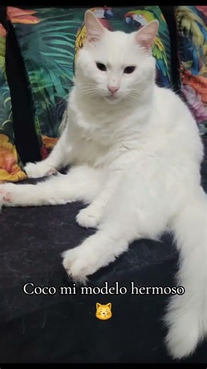 Mi bello Coco. #gatitoshermosos #cat #gatos #michis #gato