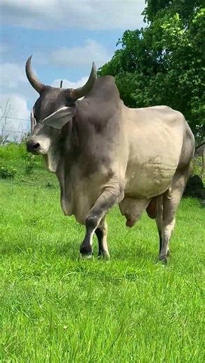 RACIONAL ALAGOINHA É TOP #shorts