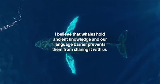 I can see it in thier eyes. Or maybe I’m just 💨🍃 #fyp #viral #whale | whales