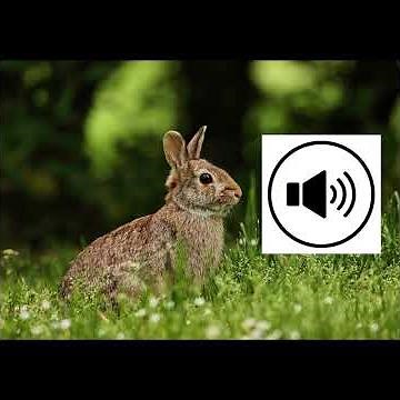 Bunny sound 🐰
