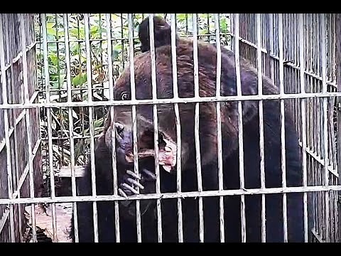 [Brown Bear Town] "Whoa!" A powerful male bear measuring 1.7m long and weighing 150kg roars in a ...