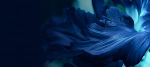 Responsible Business