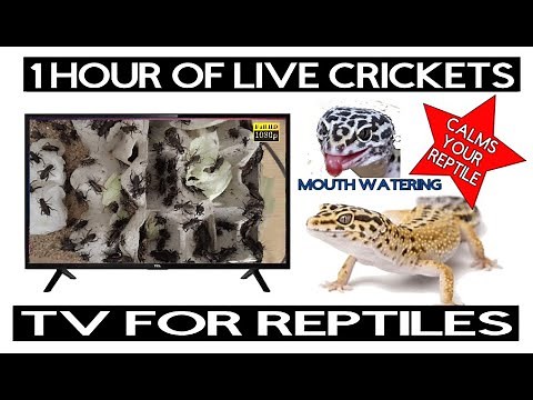 TV FOR REPTILES RELAXING REPTILE MUSIC LIVE CRICKETS SOUNDS BIRDS BEARDED DRAGON GECKO 1 WHOLE HOUR