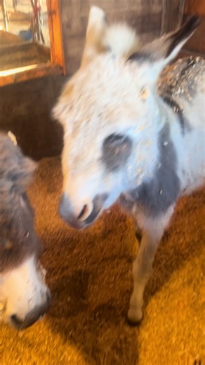 Mini Donkeys: The Ideal Pet for Your Family