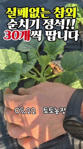 실패없는 참외 순치기 정석 30개씩 땁니다. #유기농 #자연순환농법 #주말농장 #참외농사 #참외재배 #참외순치기