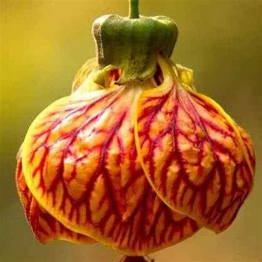 Crimson Gold Chinese Houses Flower | Red & Gold Blooms | Spring Summer Garden Plant 20 Seeds - Etsy