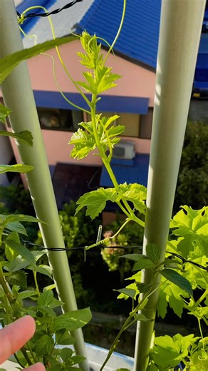 May nabuhay pang Ampalaya!😍 #japan #gardening #diy #veranda #fyp #fblifestyle #cooking #CommunityEngagement #homemade #japan #recipe #cooking | Mi Che LLe