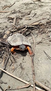 33K views · 718 reactions | Wood turtles are slow to move, mature,...
