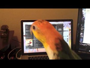 Caiques Singing and Dancing to "Drive By"