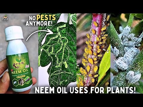 How To Use Neem Oil For Plants? - Neem Oil Benefits For Plants!