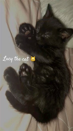 Meow❤️🐱 #cat #funnycats #ytshorts #viral #meow #cat videos