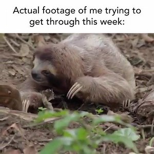 146K views · 1.9K reactions | ME TRYING TO GET THROUGH THIS WEEK LIKE... SHOP NEW IN ✨✨ https://www.showpo.com/whats-new.html | Showpo | Facebook