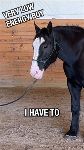 Get in harmony with your horse. Full video in the 30 Day Canter Challenge! Link to sign up in the comments | Ryan Rose