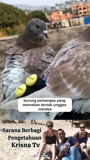 Tradisi Unik: Peluit pada Ekor Burung Merpati