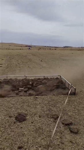 Collecting Cow Manure on the Grassland… Surprisingly Satisfying