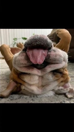 Animals So Cute! || 動物ペット ||とてもかわいい動物！かわいい動物の赤ちゃん