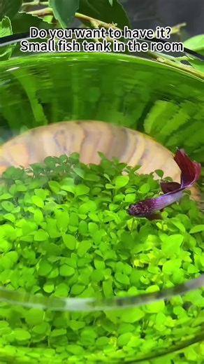 Small fish tank with elephant pets can raise fish on the table,don’t you move?