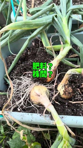 プランター玉ねぎ収穫！でも想像より小玉でした💦