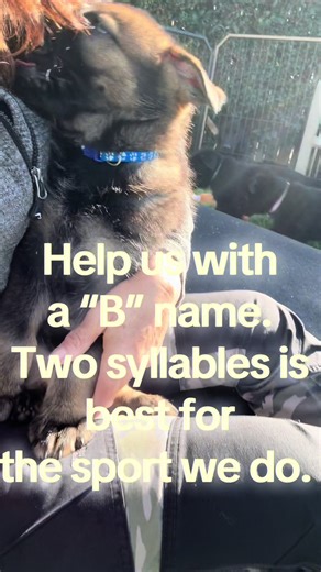 Help name this puppy! #namethispuppy @Denise Scelsi