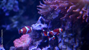 A Nemo fish plays hide and seek amongst the moving tentacles of a soft Sea Anemone. Clownfish or Anemonefish in Aquarium concept. 4k super slow motion 120 fps raw cinematic video