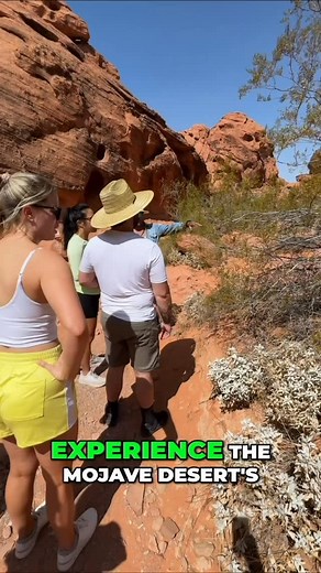 Ever wonder what the Mojave Desert actually smells like after it rains? 🌧️ This little creosote bush holds the secret. It is the plant that gives the desert its legendary scent. Watch what happens when we “make it rain” right here in Valley of Fire. #ValleyOfFire #MojaveDesertMagic #DesertSmellChallenge #AnotherSideTours #NatureIsWild | Another Side Of Los Angeles Tours