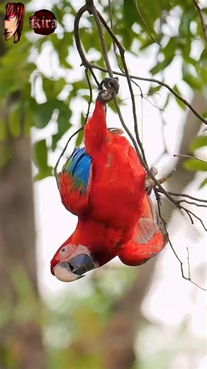 L'Ara rouge : Le roi des perroquets colorés