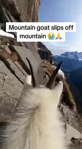 Mountain Goat Climbing Techniques Explained