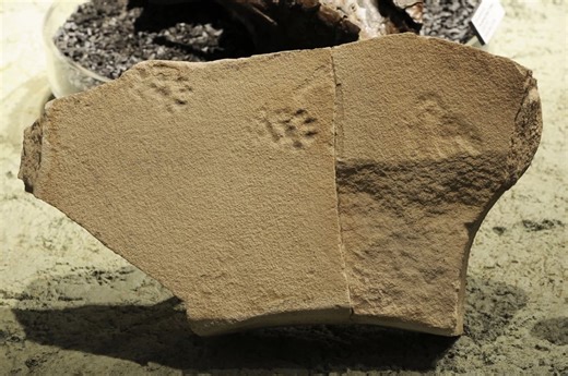 50 Million Year Old Footprint Fossils Discovered In John Day Fossil Beds National Monument