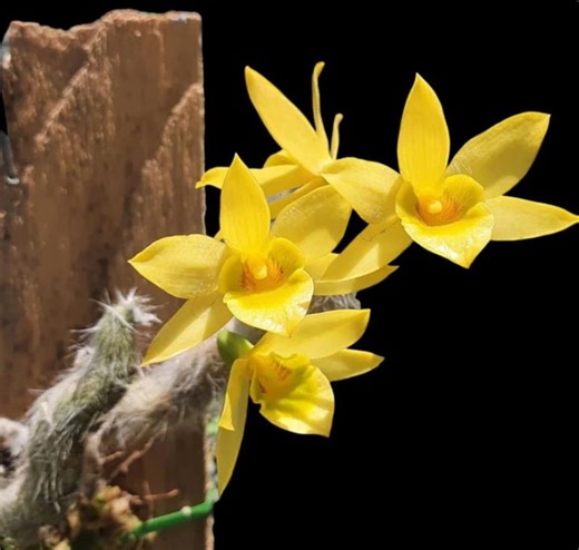 Dendrobium Senile | Miniature Species | Rare Orchid | Mounted on Drift Wood (back in Stock) - Etsy